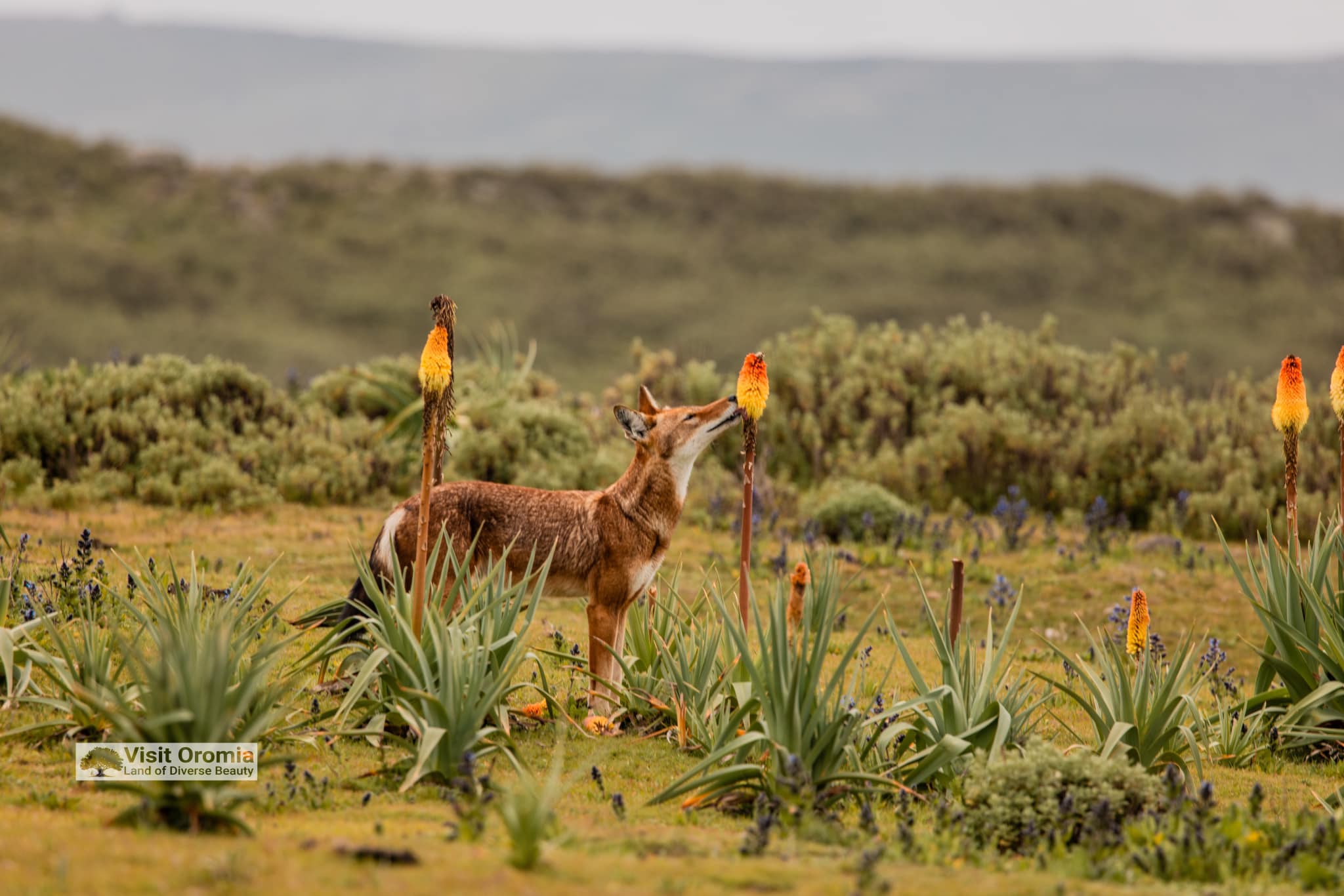Bale Mountains
